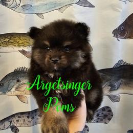 Ray - Black and tan male Pomeranian puppy in Indianola, Iowa from Argetsinger Poms