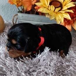 Gus - Black and tan male Cavalier King Charles Spaniel puppy in Paterson, Washington from Royal Garden Cavaliers