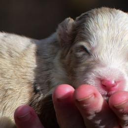 Red Merle boy - Red merle male Australian Shepherd puppy in Clarkrange, Tennessee from Vom Wolff