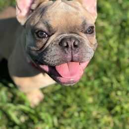 French Bulldog All Grown Up from Undeniabull French Bulldogs
