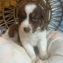 Chip - Red tri-color male Australian Shepherd puppy in Grants Pass, Oregon from Carmel Mountain Aussies