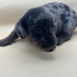 Marlin - Dapple male Dachshund puppy in Waycross, Georgia from Southern Paws