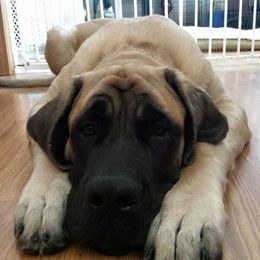 Mastiff All Grown Up from Braveheart Mastiffs