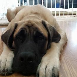 Mastiff All Grown Up from Braveheart Mastiffs