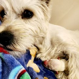 West Highland White Terriers from Lenau Westies