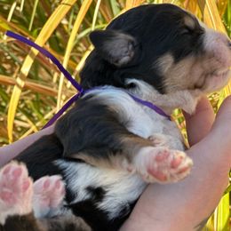 Princess Rapunzel - Bernedoodle puppy from Backwoods Bernedoodles