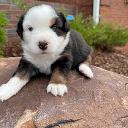 Miniature Australian Shepherd Puppies from Ice Blue Aussies