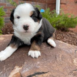 Miniature Australian Shepherd Puppies from Ice Blue Aussies