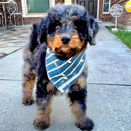 Black Collar Male - Merle male Double Doodle puppy in Killeen, Texas from Parrish Precious Ones Texas