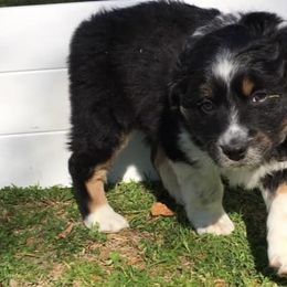 Australian Shepherds from Southern Valley Aussies
