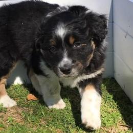 Australian Shepherds from Southern Valley Aussies