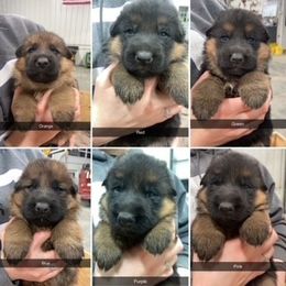 German Shepherd Puppies from Prairieland German Shepherds