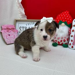 Meadow - Sable and white female American Corgi puppy in Waskom, Texas from Piney Woods Corgis
