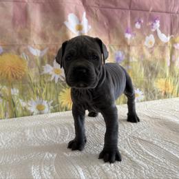 Theo - Gray male Cane Corso puppy in Loogootee, Indiana from Walnut Creek Cane Corso