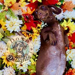 Maple - Dachshund