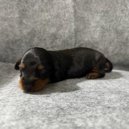 Cocoa - Black and tan male Dachshund puppy in Live Oak, Florida from Johnson’s Weiner Farm