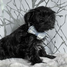 Angel's Black Male - Parti male Yorkshire Terrier puppy in Denver, Colorado from Melrey's paws