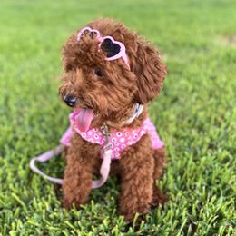 Goldendoodles, Poodles, and Yorkshire Terriers from Fancy Paws Inc
