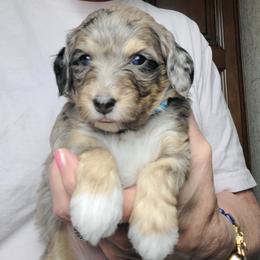 Lucy-Blue - Blue merle female Bernedoodle puppy in Dugway, Utah from Luv4Bernedoodles