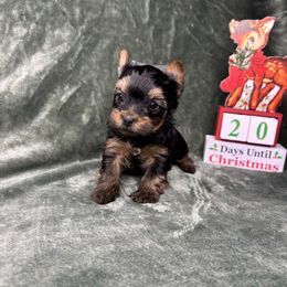 Boy - Black and tan male Yorkshire Terrier puppy in Georgia from Nalley Kennels