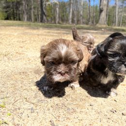 Shih Tzu Puppies from Ellis Shih Tzus