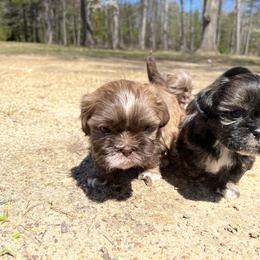 Shih Tzu Puppies from Ellis Shih Tzus