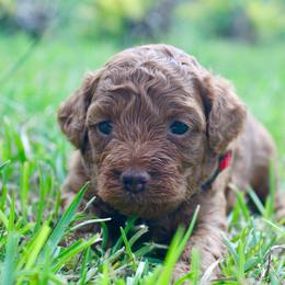 Petey - Red  male Poodle puppy in Hawthorne, Florida from Loblolly Ranch