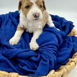 Cavapoo, Goldendoodle, and Poodle Puppies from New Moon Farm Canines