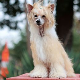 KUBA - Chinese Crested