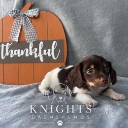 Daisy 3,800 - Chocolate and cream female Dachshund puppy in Brandon, Florida from Knights Dachshunds