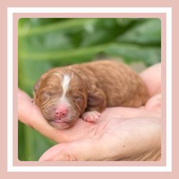 Buttercream - Apricot female Cavapoo puppy in Dade City, Florida from Periwinkle Pups