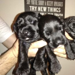 Giant Schnauzer Puppies from Oklahoma Giants
