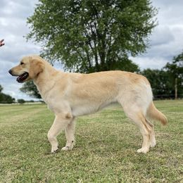 Millie - Golden Retriever