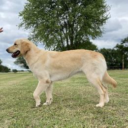 Millie - Golden Retriever