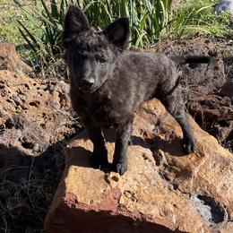 Blue collar long tail - Black male Mudi puppy in Gladewater, Texas from Texas Mudi
