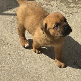Cane Corso Puppies from Brandy’s Corso’s
