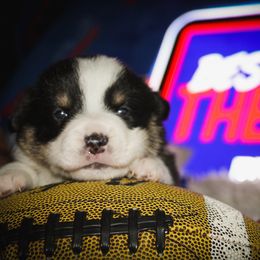 Pembroke Welsh Corgi Puppies from Ridge Top Corgis