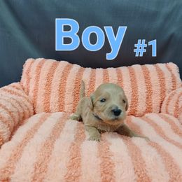 Goldendoodle Puppies from Georgetown designer dogs and purebred puppies