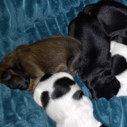 Shih Tzu and Yorkshire Terrier Puppies from Thorntons Fur Crew