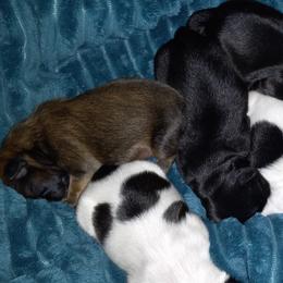 Shih Tzu and Yorkshire Terrier Puppies from Thorntons Fur Crew