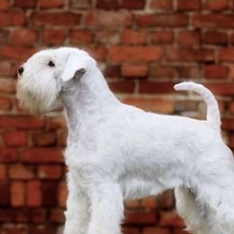 Mookie - Miniature Schnauzer