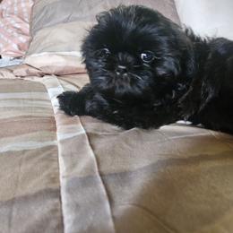 Blue collar boy - Black male Shih Tzu puppy in Woodsfield, Ohio from ROSE LANE SHIH TZUS