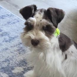 Dachshunds and Miniature Schnauzers from CBR Mini Dachshunds