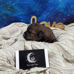 Kringle - Red male Maltipoo puppy in Neosho, Missouri from Star Light Pups