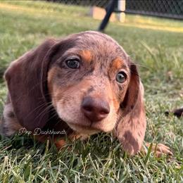 Jack - Dapple male Dachshund puppy in Ben Wheeler, Texas from P&P Dachshunds