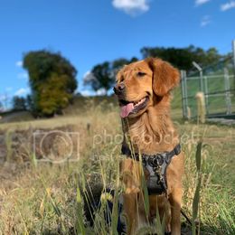 Rimac - Golden Retriever