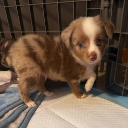 Tiramisu - Red merle male Miniature Australian Shepherd puppy in Dayton, Washington from Columbia Coast Toy & Mini Aussies