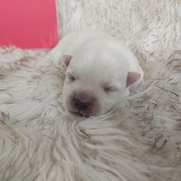 Red Boy - White male West Highland White Terrier puppy in Macy, Indiana from Country Grove Breeding LLC