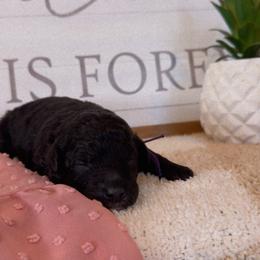 Girl 2 - Phantom female Bernedoodle puppy in Gilbert, Arizona from LittleLegacyDoodles