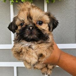 Raj - Black and tan male Shih Tzu puppy in Corona, California from Ju Shih Tzu